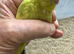 Young birds