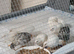 Available TINY BUTTON QUAILS 7 x Females £12 each and 1 x speckled Male £5 buy all 8 for £65 the lot