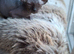 READY NOW Stunning Sphynks kittens,