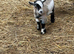 3 Pygmy goat kids for sale