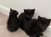 Kittens for sale