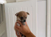 Miniature chihuahuas **2 boy left**