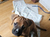 Mastiff/staffy mix