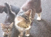 Kittens for sale