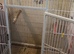 Parrot cage