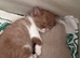 BSH girls cinnamon -white