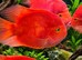 BLOOD PARROT CICHLIDS