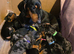SILVER/BLACK Adorable mini Dachshund puppies for sale