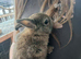 Netherland dwarfs bunnies 3 girls 1 boy