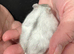 Baby Winter White Russians from pedigree show stock