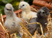 Silkie Chickens