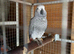 African Grey Hen Parrot - 11mths old