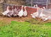 Pairs Buff/Grey Dewlap Toulouse Geese/Goslings