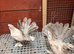 Indian Fantails
