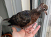 2 hand reared Archangel pigeons