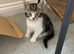 Maine coon cross kittens