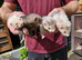 2 Jill's and 4 Hobs ferrets for sale