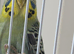 YELLOWFACED lime green cock bird ring number 36 Red ring 2024 bred