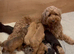 F1B Cockapoo puppies - Lovely colours - Girls & Boys