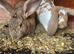 2 giant continental rabbits