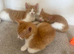 3 ginger and white boys ready for rehoming :)