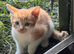 Beautiful kittens