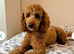 Adorable full DNA tested Cockerpoo puppies