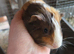Baby guinea pigs
