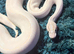 Rare white ball python stunning