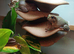 Blue eyed whites tree frogs