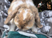 Beautiful male mini lop