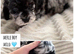 Cockapoo puppies