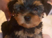 Pure yorkshire terier puppys