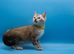Last Available Snow Lynx Marble Bengal Kitten &ndash; Ready to Leave Now!