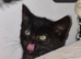 Female mix black kitten