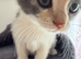 Female 5 month old kitten