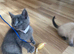 4 left beautifull kittens. Readynow :) looking forever homes