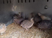 Female quail