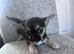 Chihuahua puppies for sale