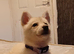 Koda.