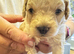 Beautiful Cavapoo puppies 3 Blue Merle and 1 Cream/Honey Ready to leave on 27th November