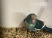 Sum cracking coloured kakis