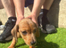 Beautiful miniature dachshunds for sale