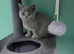 British Shorthair kittens