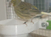 Green male canary