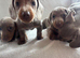 Miniature dachshunds