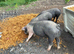 Saddleback &times; Pietrain Weaners for Sale &mdash; &pound;75 Each