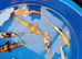 koi HighGrade 7-8 INCH &pound;26