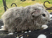 Teddy and Texel boys available