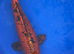 Koi carp, 53cm kin aka bekko